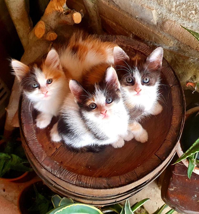 Agriturismo Il Vecchio Mandorlo Βίλα Περούτζια Εξωτερικό φωτογραφία