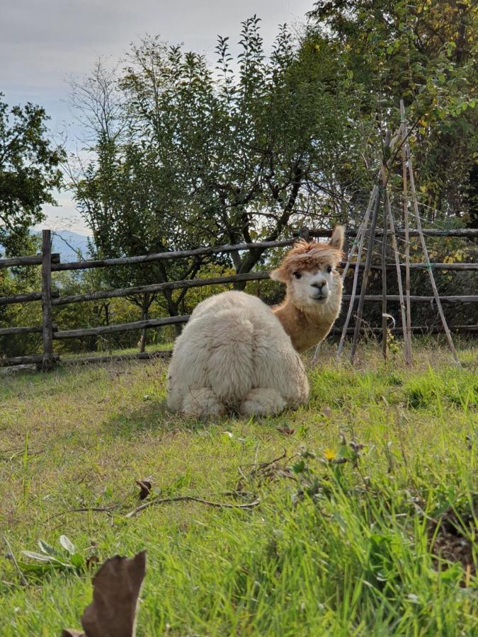 Agriturismo Il Vecchio Mandorlo Βίλα Περούτζια Εξωτερικό φωτογραφία